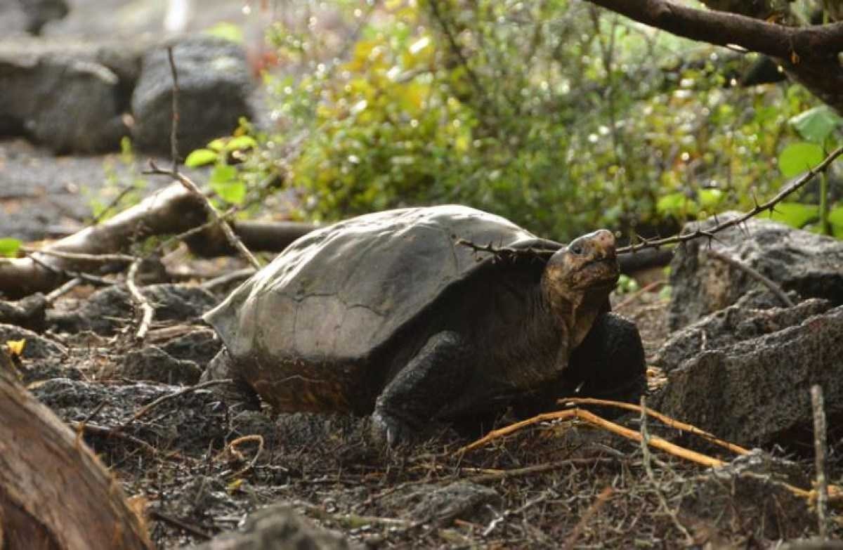 Equador introduzirá espécies desaparecidas em ilha de Galápagos