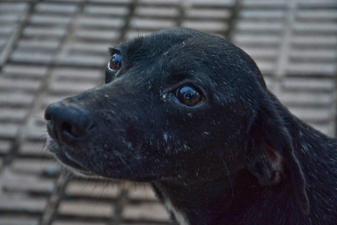  (crédito: Diego Chaves/OIMP/D.A Press)