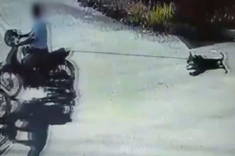 Idoso de 75 anos é preso após arrastar cachorra com moto em Goiânia