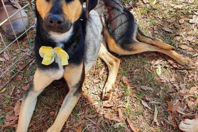 Esmeralda é uma das protegidas do Abrigo do Acolhimento há três. Enquanto espera um lar, vive das doações 