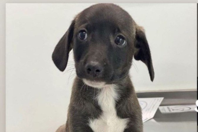 A Sandra é uma das assistidas do Toca Segura. Ela tem três meses, está vacinada, vermifugada e tem castração garantida