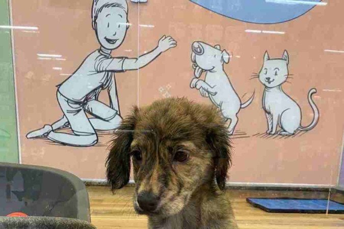  Lírio tem dois meses, foi acolhida pelo Adote Petz e pode se transformar no amor da sua vida. Ela está na Petz do Setor de Indústrias Gráficas 
