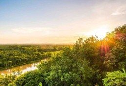 Artigo: Os tesouros da Amazônia