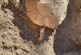 Restos de tartaruga grávida são descobertos nas ruínas de Pompeia