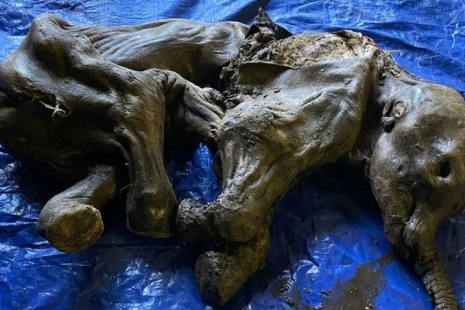 Exemplar é o mais preservado achado até hoje na América do Norte, dizem especialistas -  (crédito: Governo de Yukon)