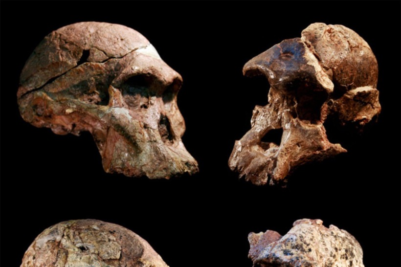 Descoberta antecipa em 1 milhão de anos presença de ancestrais do homem