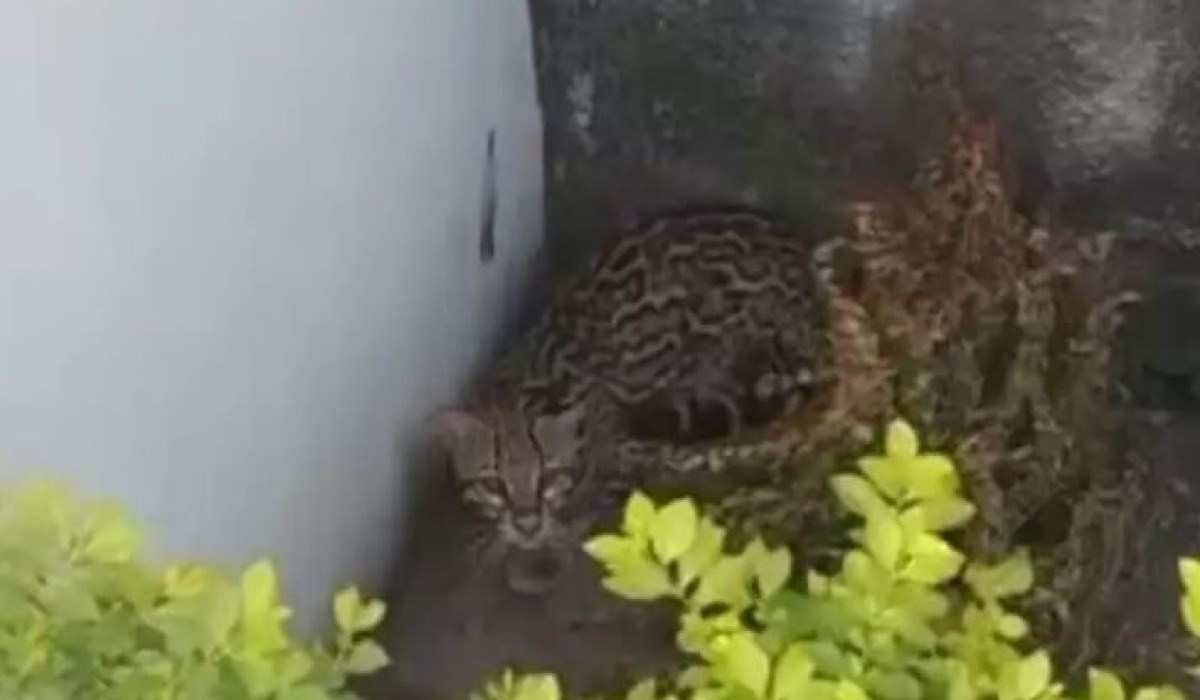 Vídeo: jaguatirica invade quintal de casa e assusta moradores