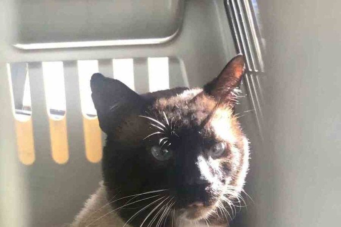 Linus Pauling, gato siamês com baixo potencial alergênico adotado pelo casal Júlia Rocha e Higor de Lima. 