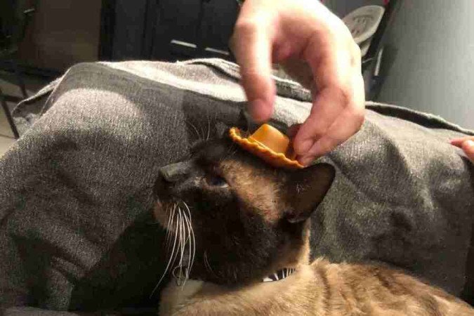 Linus Pauling, gato siamês com baixo potencial alergênico adotado pelo casal Júlia Rocha e Higor de Lima. 