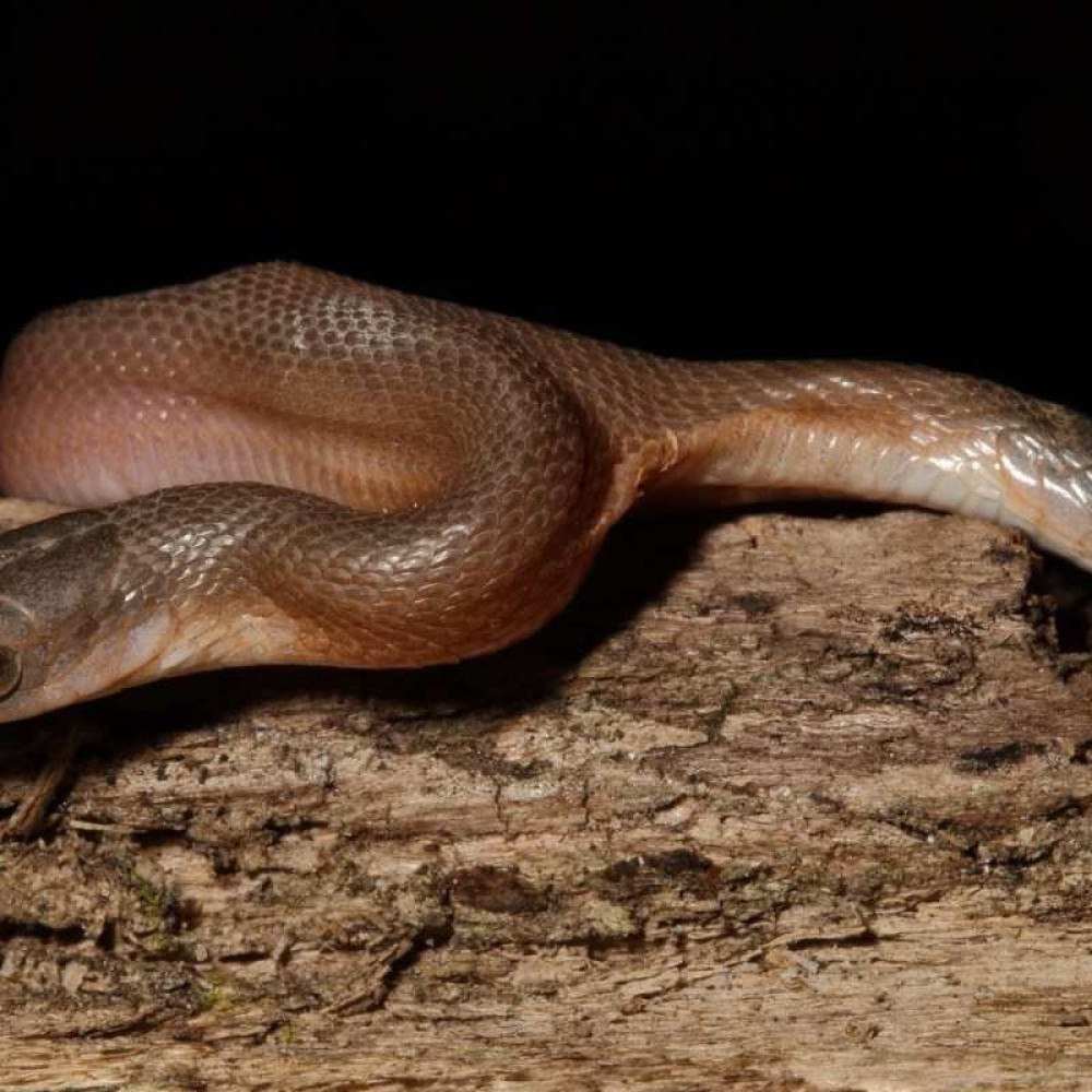 Rara espécie de cobra azul surpreende ao colocar 'ovos de