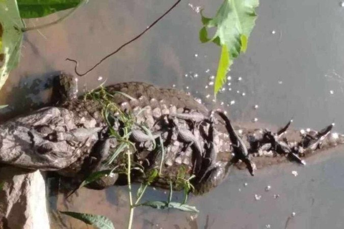 Jacaré Da Pampulha Filhotes São Flagrados Com A Mãe Na água Em Mg 