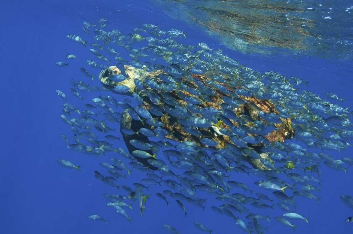 Brasil, União Europeia e mais países assinam pacto pelo Oceano Atlântico