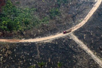 Entidades ressaltam necessidade de preservação da floresta -  (crédito:  Lula Sampaio)