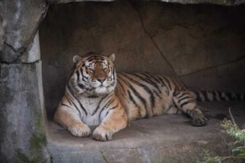 Tigre morre após contrair covid-19 em zoológico nos Estados Unidos