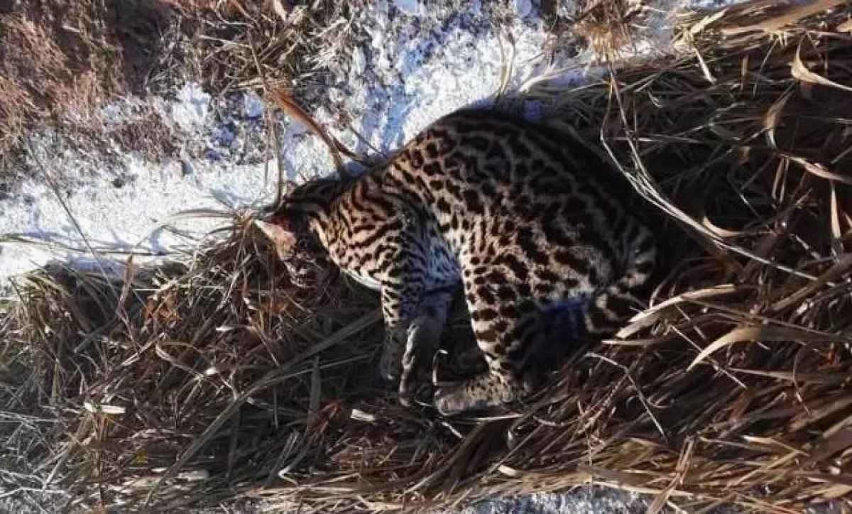 Bombeiros resgatam jaguatirica atropelada em estrada no Vale do Aço