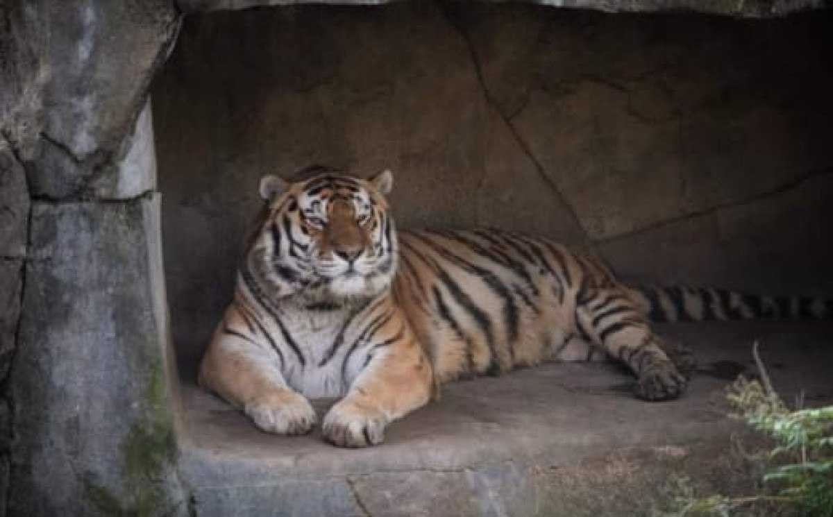 Indiana luta contra tigre para salvar seu bebê