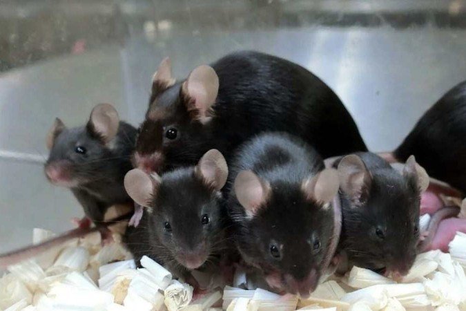 Dorami (rato preto maior) e seus descendentes: material submetido à técnica de liofilização permanece viável por pelo menos 30 anos - (crédito: University of Yamanashi/Divulgação ) Dorami (rato preto maior) e seus descendentes: material submetido à técnica de liofilização permanece viável por pelo menos 30 anos - (crédito: University of Yamanashi/Divulgação )