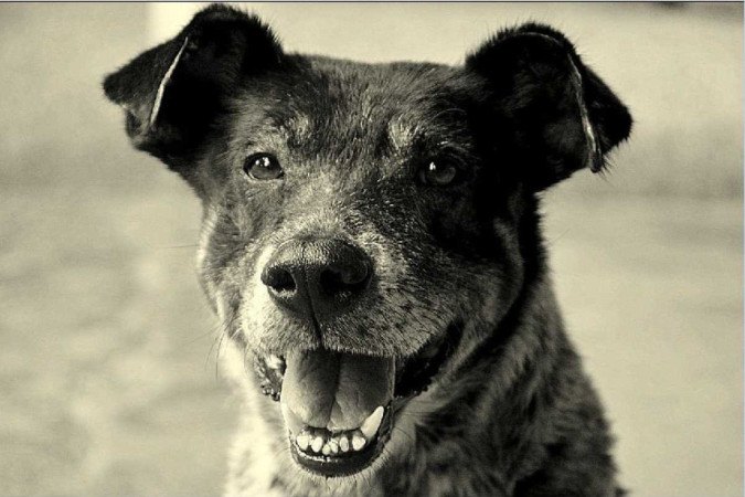 Revista - Bichos - Bono, o cachorro de  Márcia Mossmann

Crédito: arquivo pessoal -  (crédito: arquivo pessoal)