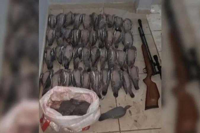 As aves foram encontradas enquanto a Polícia Militar do estado fazia uma ronda - (crédito: Divulgação/Polícia Militar) As aves foram encontradas enquanto a Polícia Militar do estado fazia uma ronda - (crédito: Divulgação/Polícia Militar)