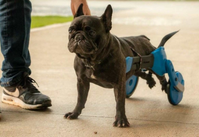 Aluno da UFSC desenvolve cadeira de rodas de baixo custo para cães