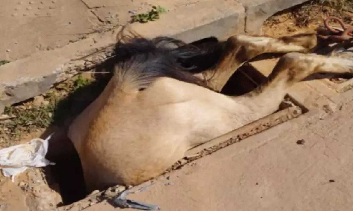 Cavalo cai em bueiro e fica apenas com as patas traseiras para fora