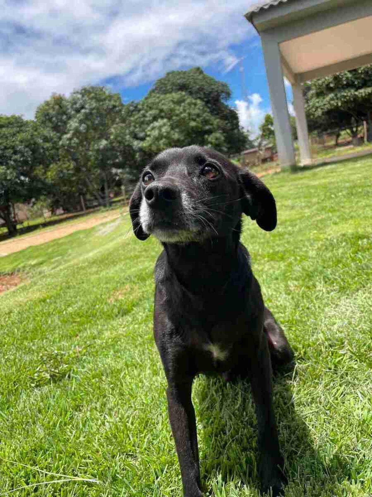 Brutus, cão vira-lata da tutora Nathalia Oliveira Brutus, cão vira-lata da tutora Nathalia Oliveira