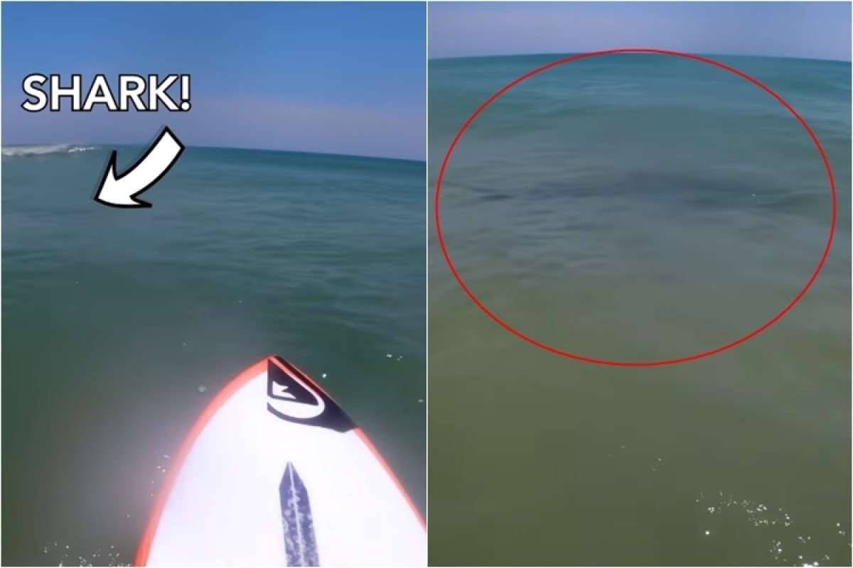 Surfista filma momento em que é rodeado por tubarões no mar; assista