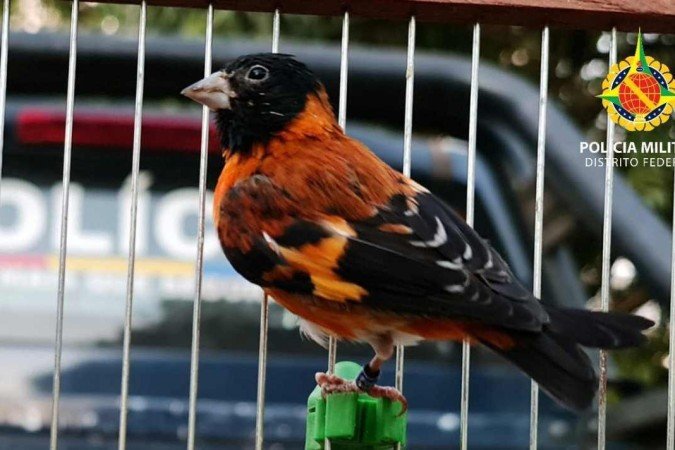 PMDF apreende ave ameaçada de extinção, em Samambaia. Pintassilgo-da-Venezuela - (crédito: Divulgação/PMDF) PMDF apreende ave ameaçada de extinção, em Samambaia. Pintassilgo-da-Venezuela - (crédito: Divulgação/PMDF)
