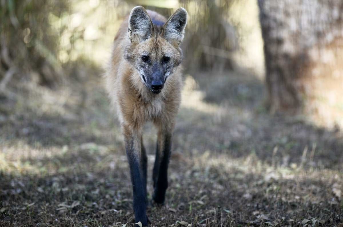 Lobo-guará, espécie ameaçada de extinção, costumava encontrar abrigo na área desmatada