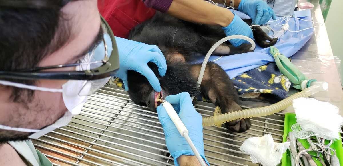 Animais recebem tratamento odontológico no Zoológico de Brasília