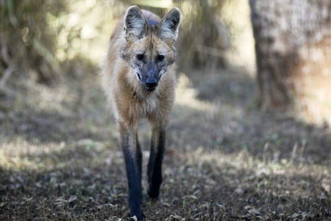 Lobo-guar&aacute;, esp&eacute;cie amea&ccedil;ada de extin&ccedil;&atilde;o, costumava encontrar abrigo na &aacute;rea desmatada