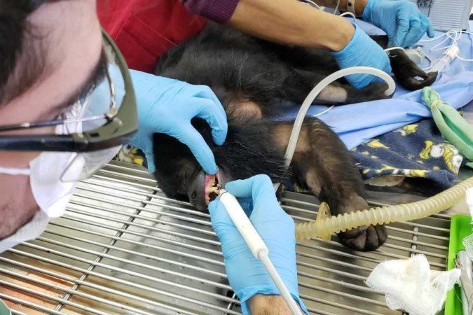O bugio-preto Bingo teve uma fratura na raiz de um dente - (crédito: Júlia Eleutério/DA/CB Press) O bugio-preto Bingo teve uma fratura na raiz de um dente - (crédito: Júlia Eleutério/DA/CB Press)