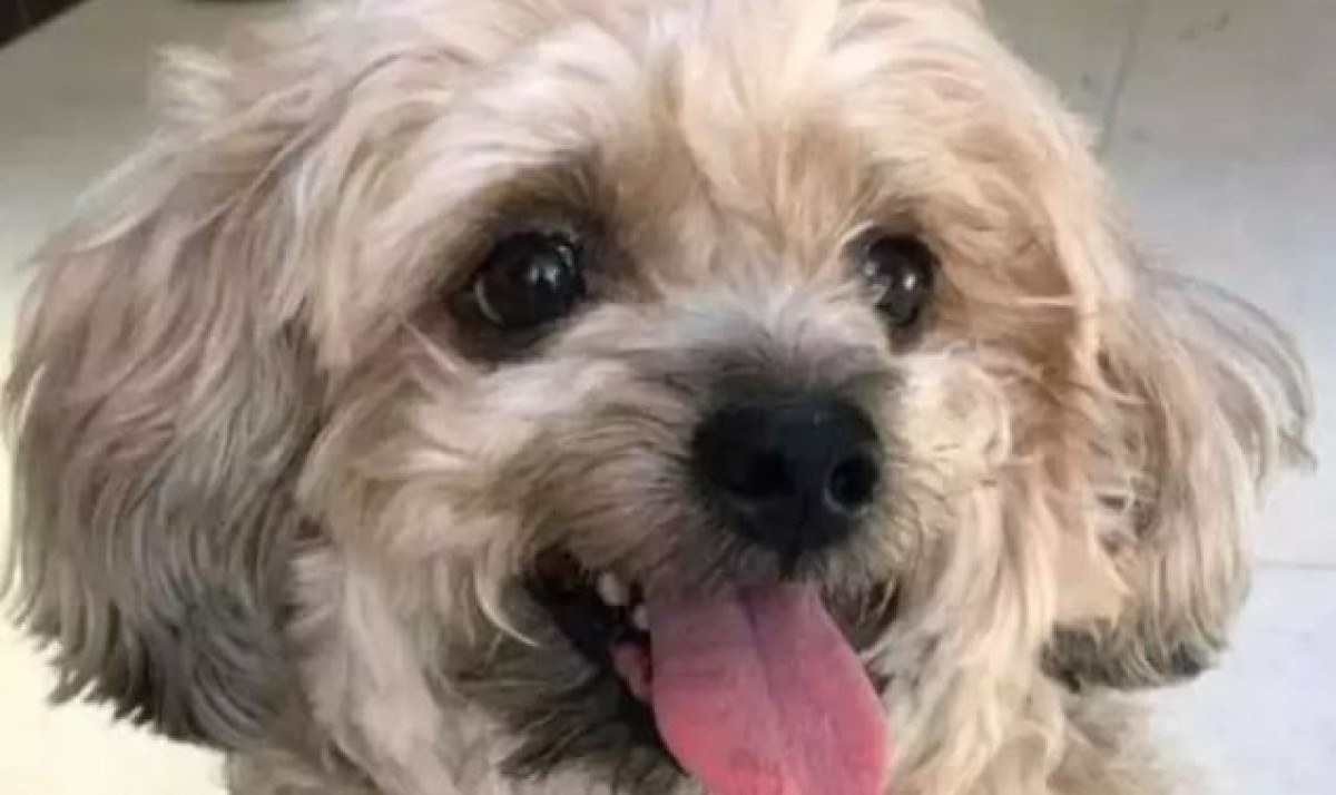Cachorro de estimação morre após ser atacado por dois cães 'alugados'