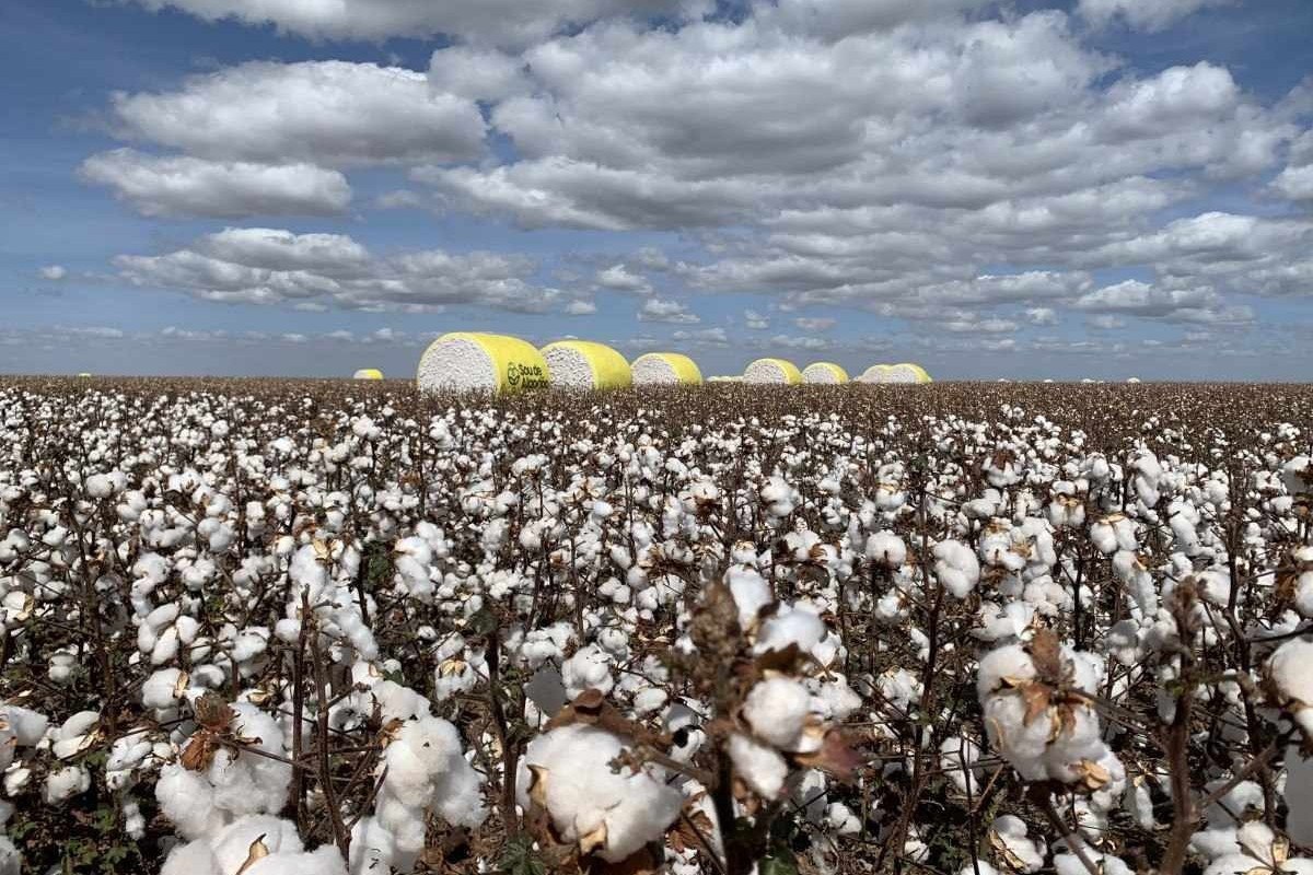 Cotton On aposta no Brasil - Núcleo de Varejo