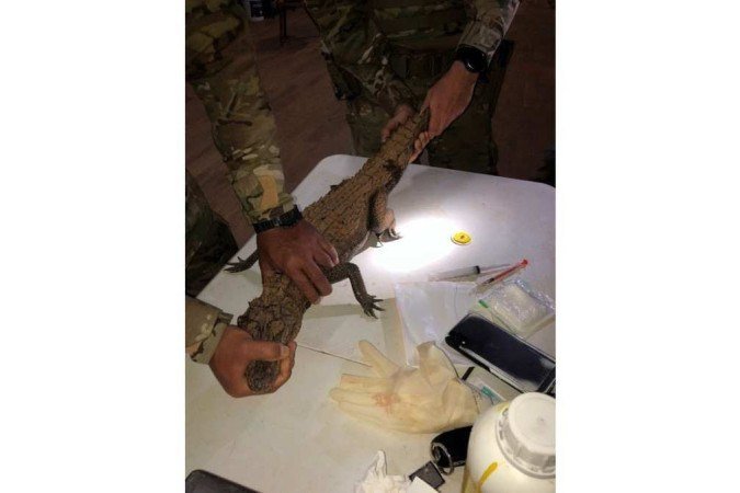 Militares do BPMA encontraram o réptil com uma ferida na cauda. - (crédito: Divulgação/PMDF) Militares do BPMA encontraram o réptil com uma ferida na cauda. - (crédito: Divulgação/PMDF)