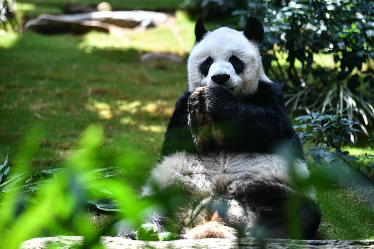 Panda macho mais velho em cativeiro morre aos 35 anos em Hong Kong