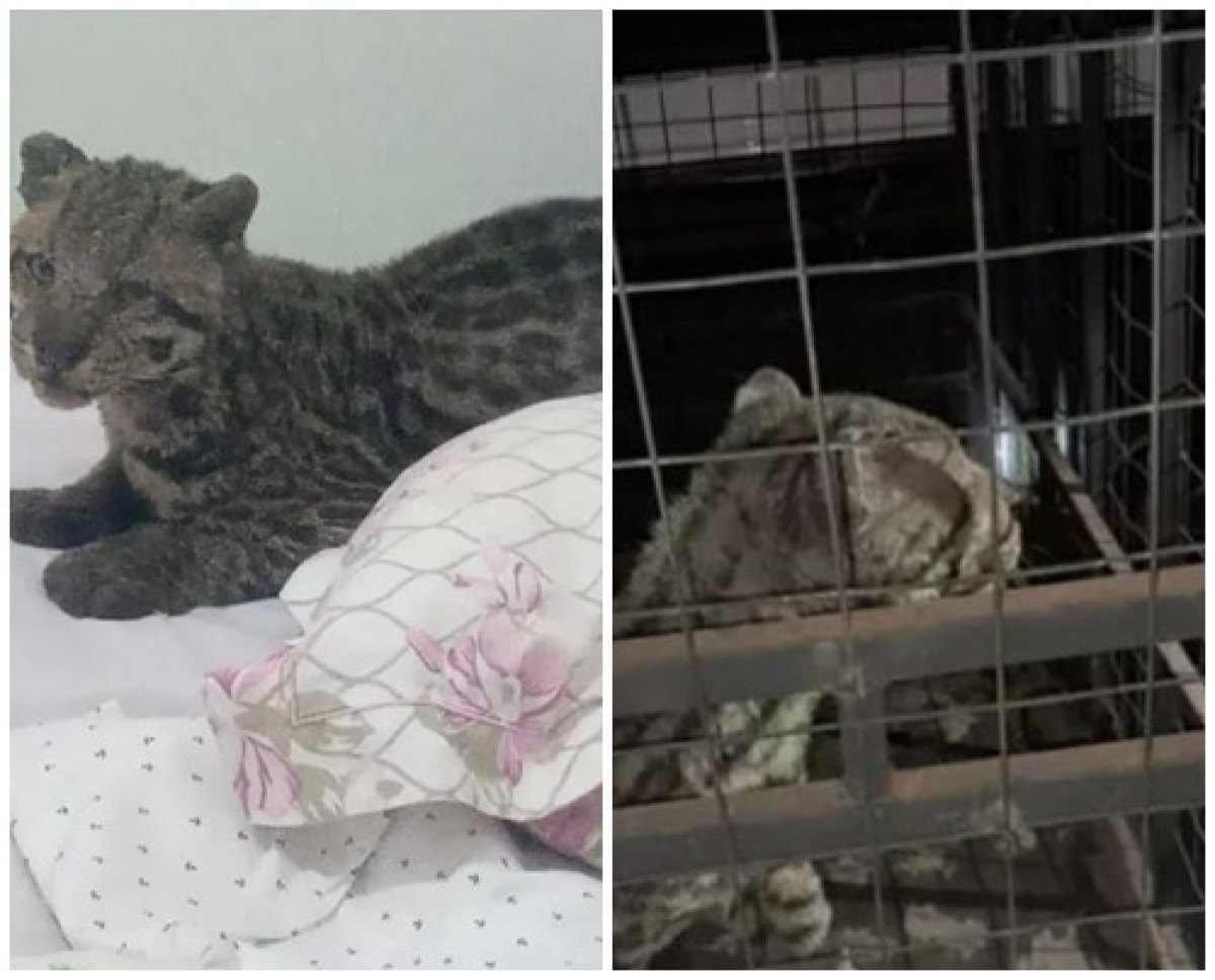 Jaguatirica adulta é encontrada dormindo na cama de criança