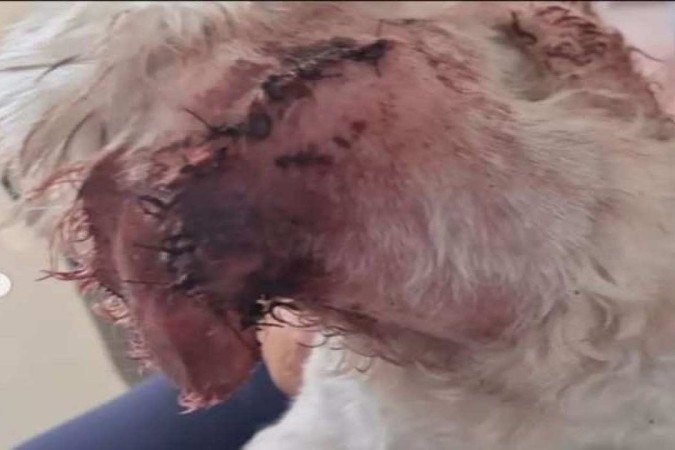 Belinha levou 20 pontos para fechar o corte - (crédito: Redes Sociais/Reprodução) Belinha levou 20 pontos para fechar o corte - (crédito: Redes Sociais/Reprodução)
