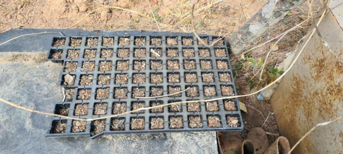 Polícia Civil localiza laboratório de maconha em Alto Paraíso de Goiás