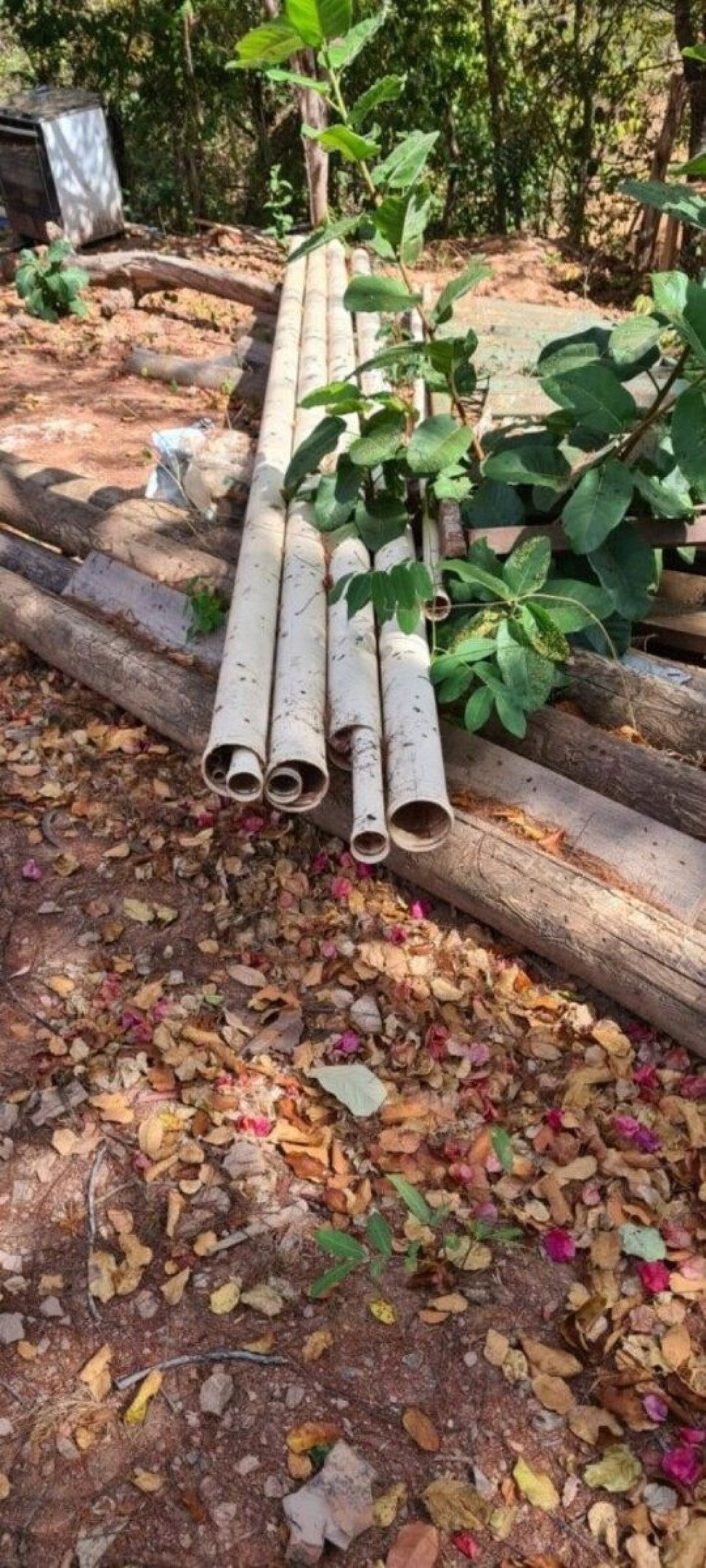 Polícia Civil localiza laboratório de maconha em Alto Paraíso de Goiás