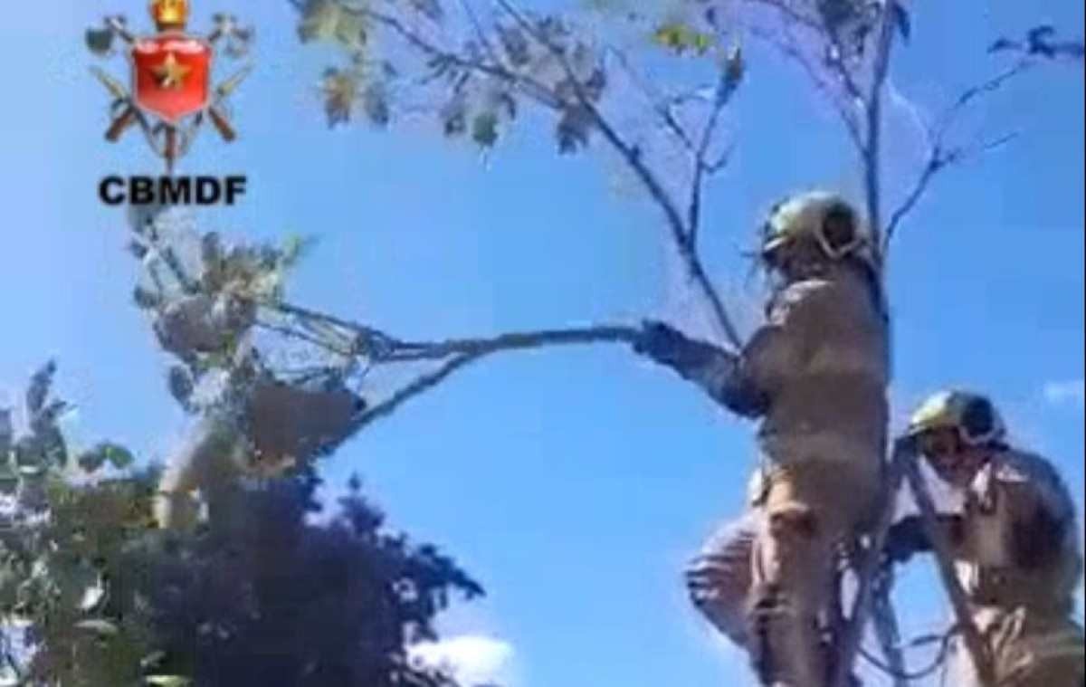 Vídeo: porco-espinho é resgatado de cima de árvore em Planaltina