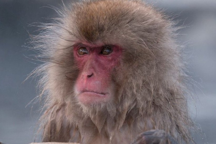 Ataques de macacos selvagens aterrorizam cidade do Japão e levam polícia a tomar medidas excepcionais