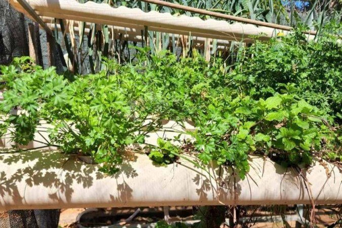 Plantação hidropônica de Fernando Nariyoshi - (crédito: Arquivo pessoal) Plantação hidropônica de Fernando Nariyoshi - (crédito: Arquivo pessoal)