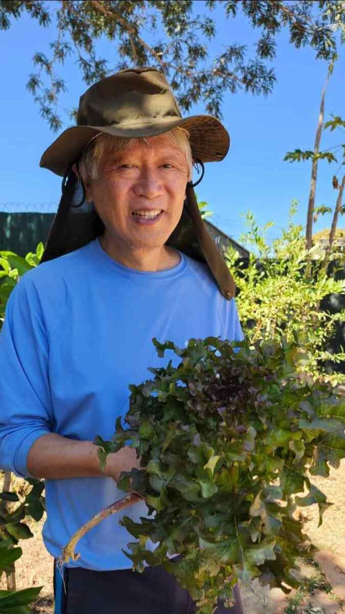 Fernando Naiyoshi com a produção caseira de alface crespa.
