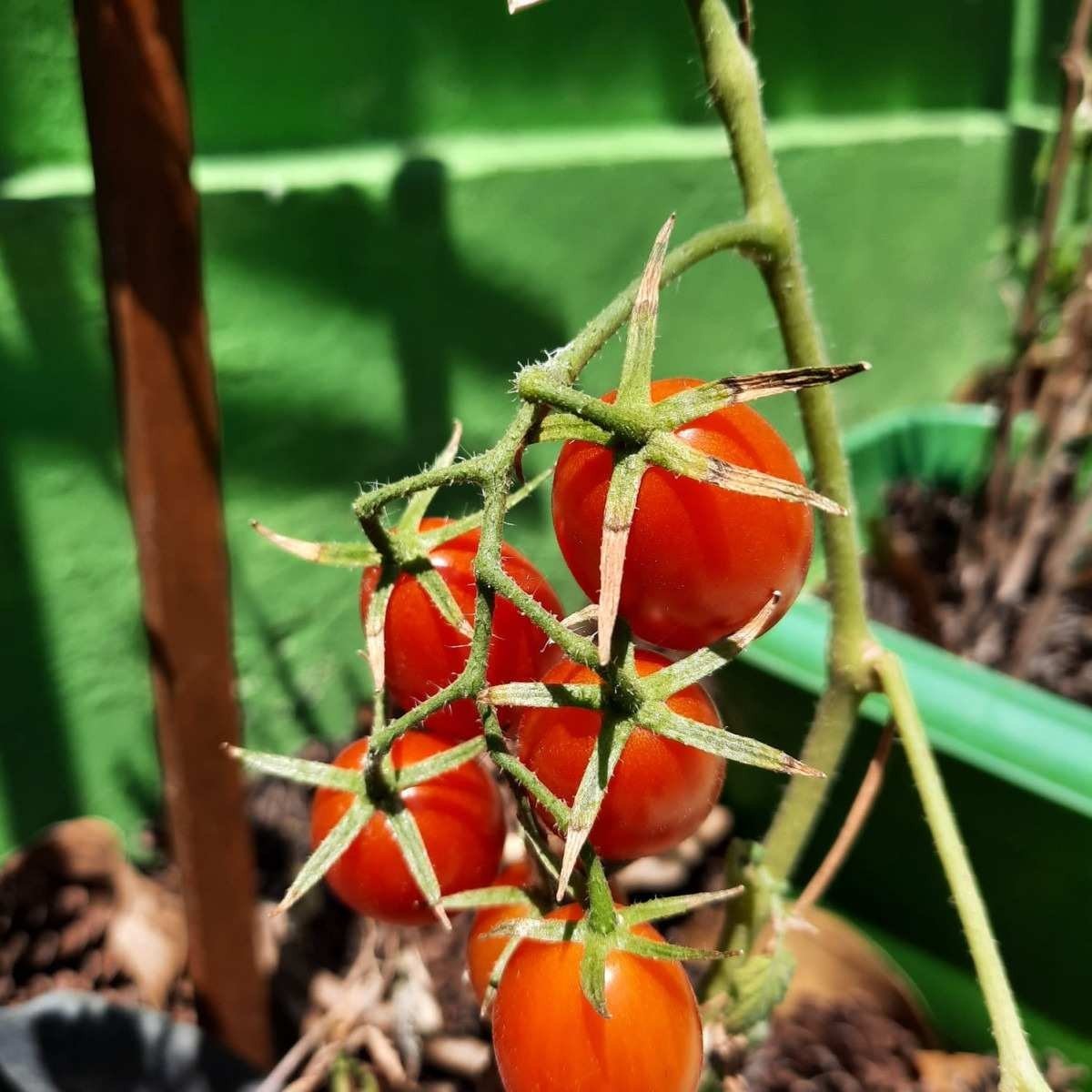 Tomate cereja da plantação de Márcia Latão