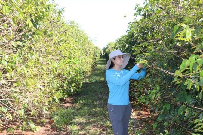 A pesquisadora Juliana Dantas realiza trabalho de campo: inseto pode desfolhar totalmente os cafeeiros - (crédito: Adilson Werneck/Divulgação) A pesquisadora Juliana Dantas realiza trabalho de campo: inseto pode desfolhar totalmente os cafeeiros - (crédito: Adilson Werneck/Divulgação)