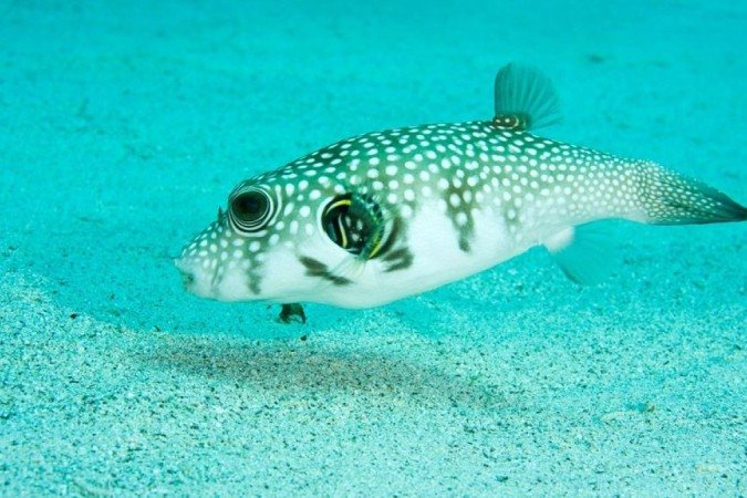  (crédito: Andrey Nekrasov/Getty Images)