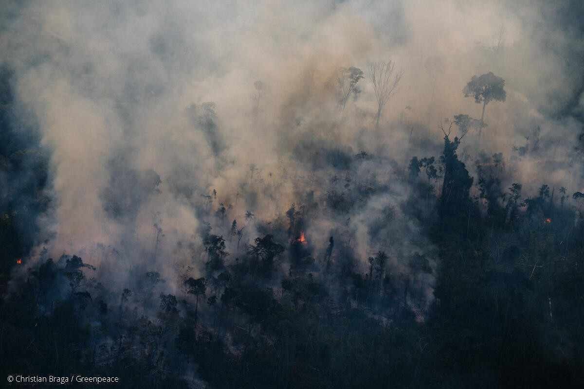 Xingu: sob a gestão de Bolsonaro o desmatamento aumentou significativamente 