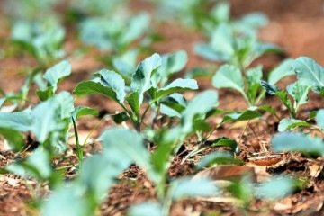 Oficina gratuita na UnB ensina a cultivar hortaliças e ervas medicinais em casa
- (crédito: Ed Alves/CB) Oficina gratuita na UnB ensina a cultivar hortaliças e ervas medicinais em casa
- (crédito: Ed Alves/CB)