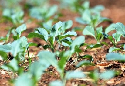 Oficina gratuita na UnB ensina a cultivar hortali&ccedil;as e ervas medicinais em casa
 -  (crédito:  Ed Alves/CB) -Oficina gratuita na UnB ensina a cultivar hortali&ccedil;as e ervas medicinais em casa
 -  (crédito:  Ed Alves/CB)